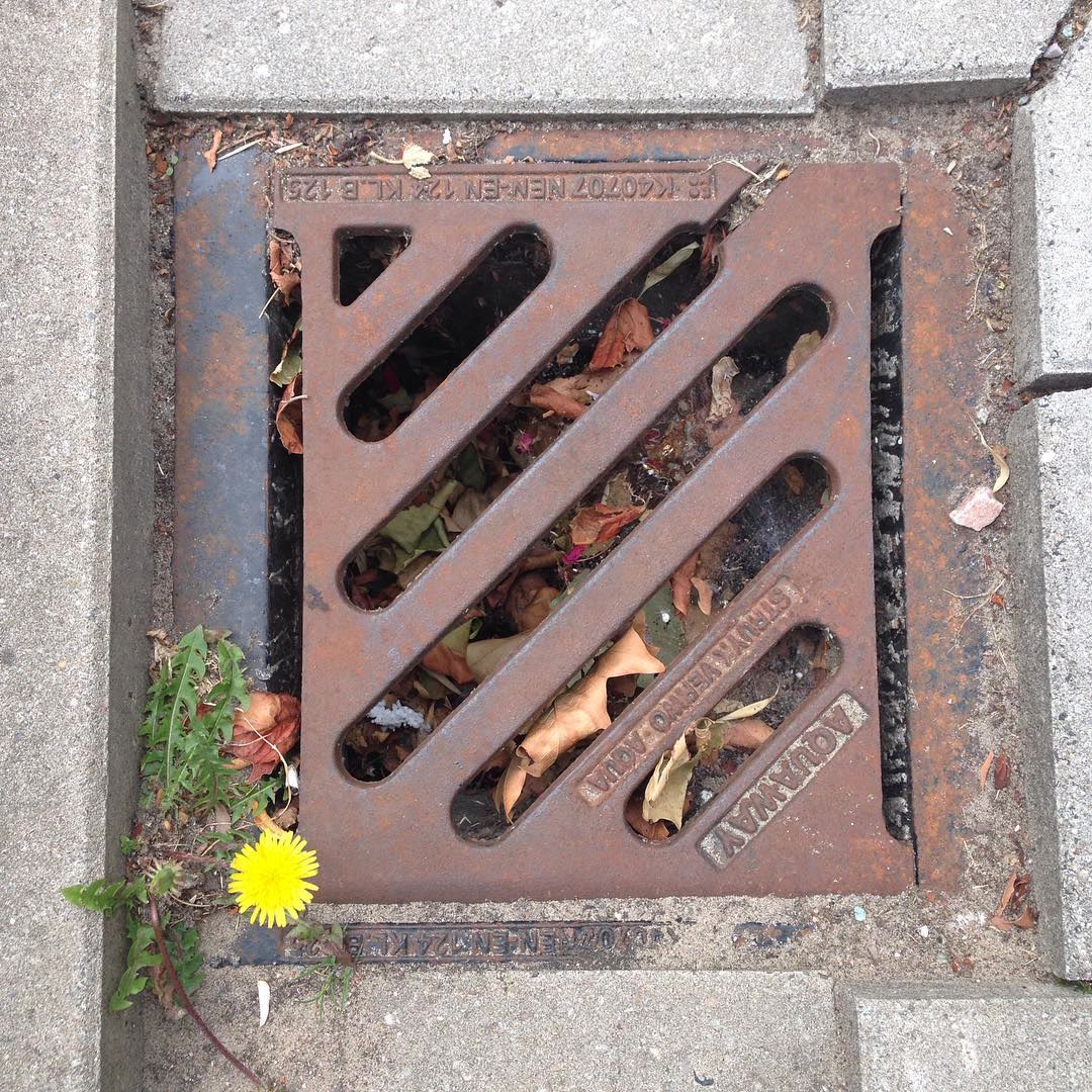 A small dandelion growing beside a rusty drain grate