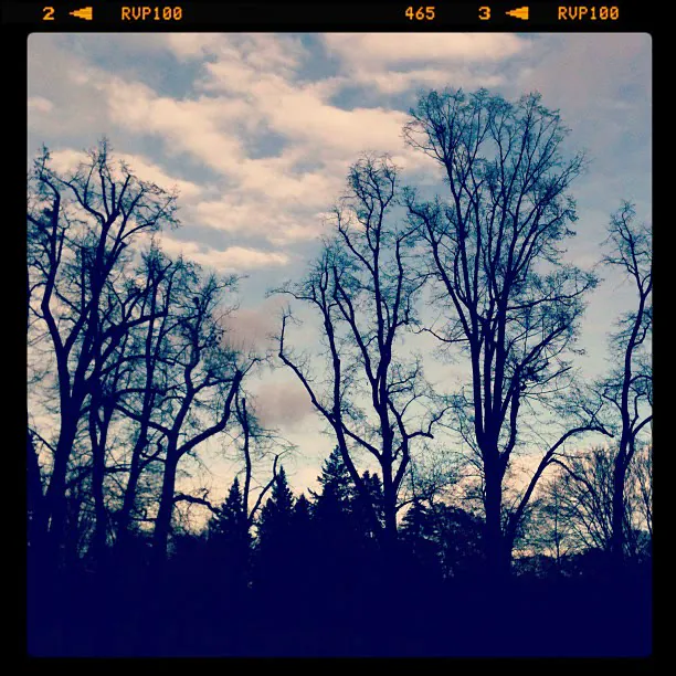 Bare trees in silhouette against a pastel evening sky