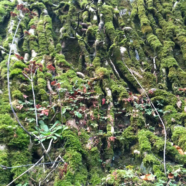 Moss and small plants growing over a gnarled, root-covered wall