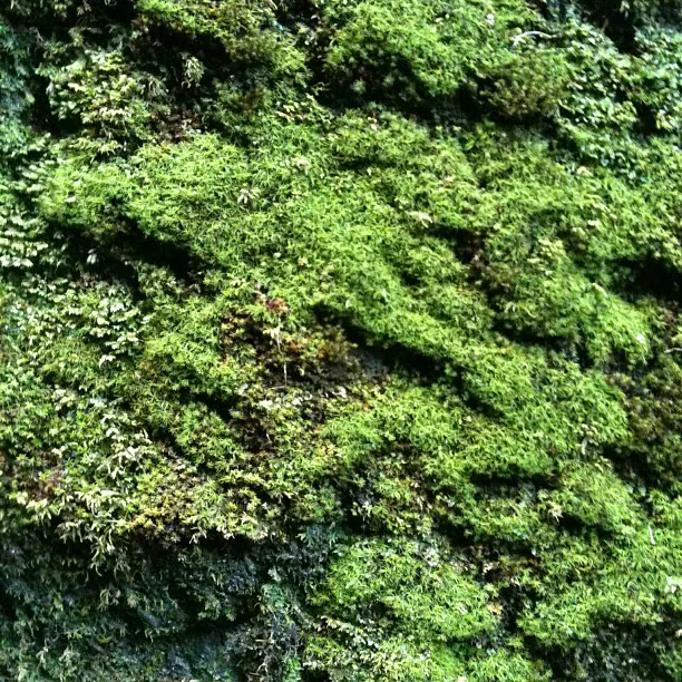 A dense carpet of bright green moss