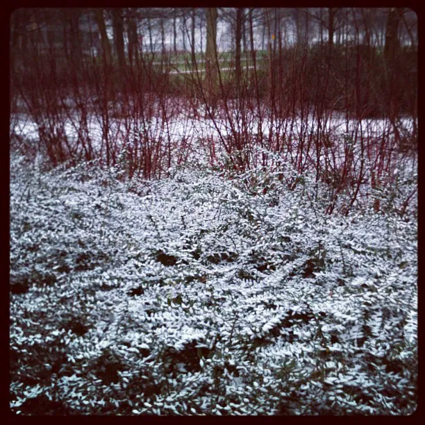 A light dusting of snow over low bushes, with a line of bare trees behind