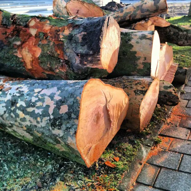 Freshly cut logs piled on the grass beside a brick path