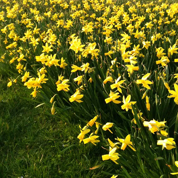 A field of yellow daffodils