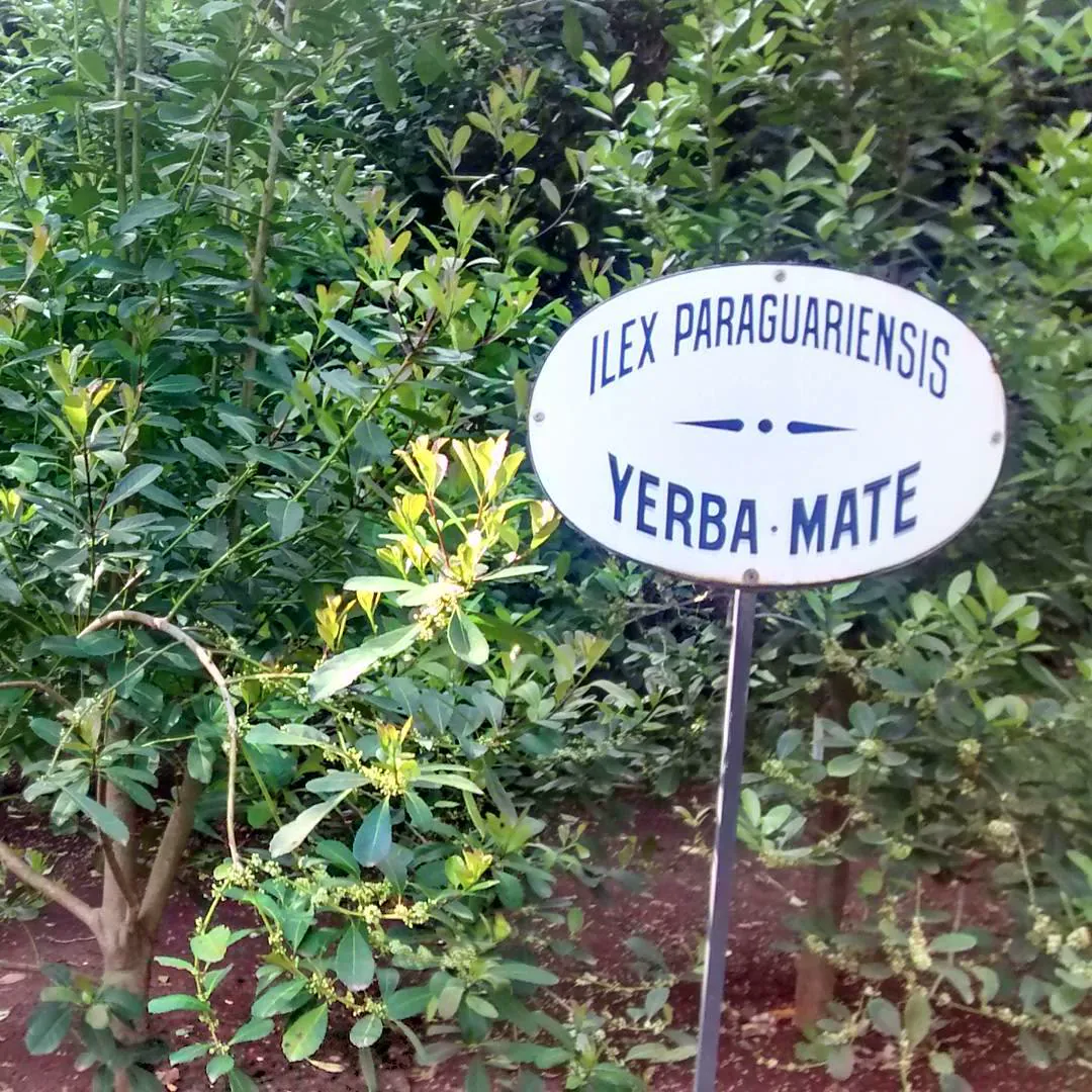 A plant label reading 'Ilex paraguariensis, yerba mate' in a garden