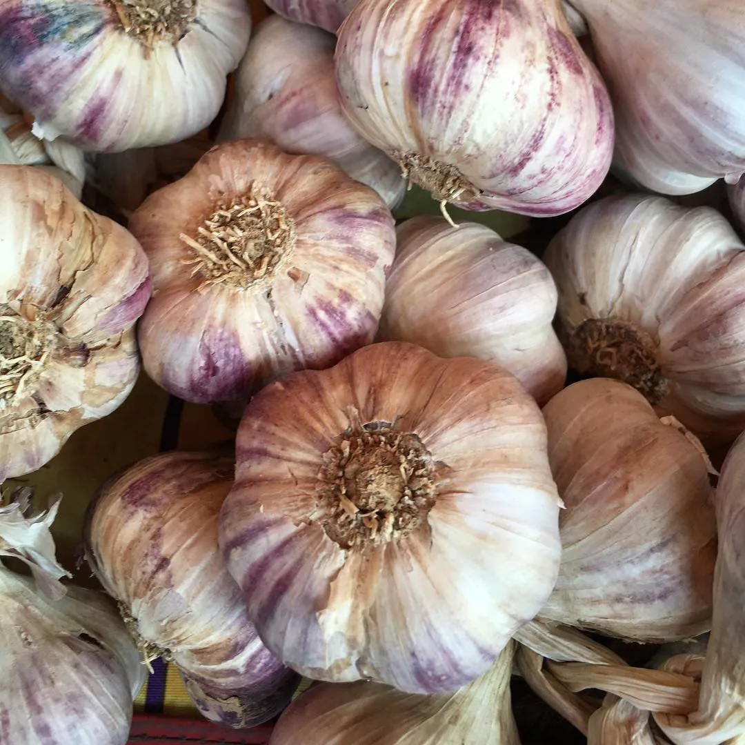 A heap of purple-streaked garlic bulbs from a farm in Bern