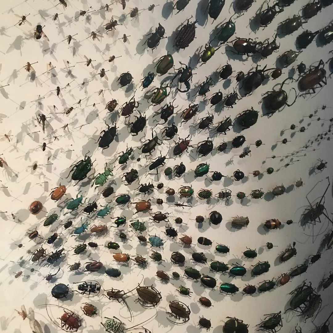 Rows of beetles pinned on a white wall, sweeping across it, at a natural history museum