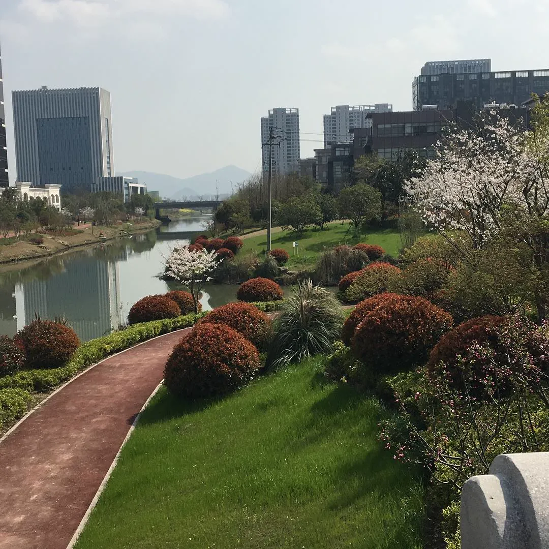 A riverside park in Hangzhou with blossoming trees, red bushes and a winding path