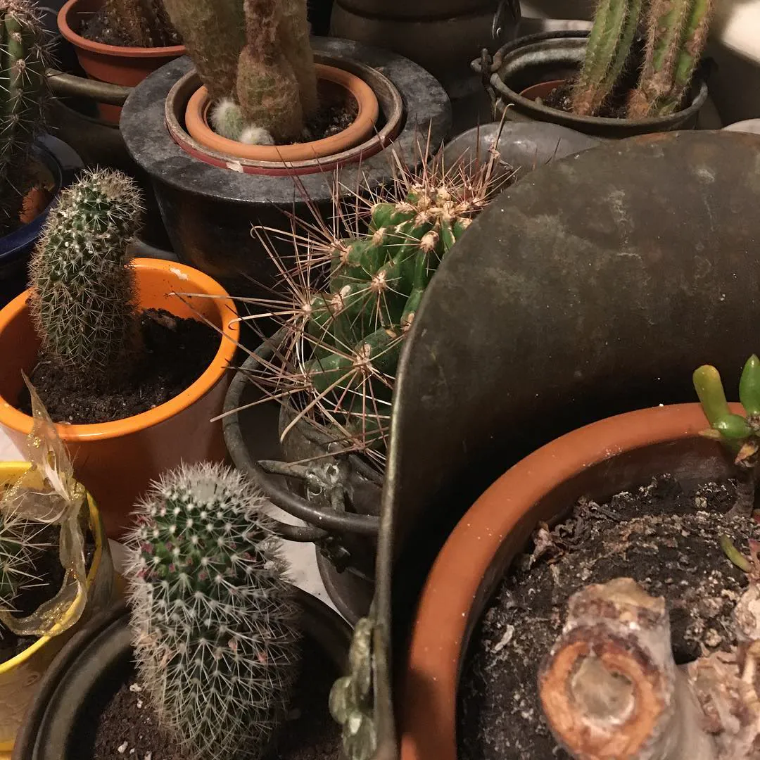 A cluster of potted cacti