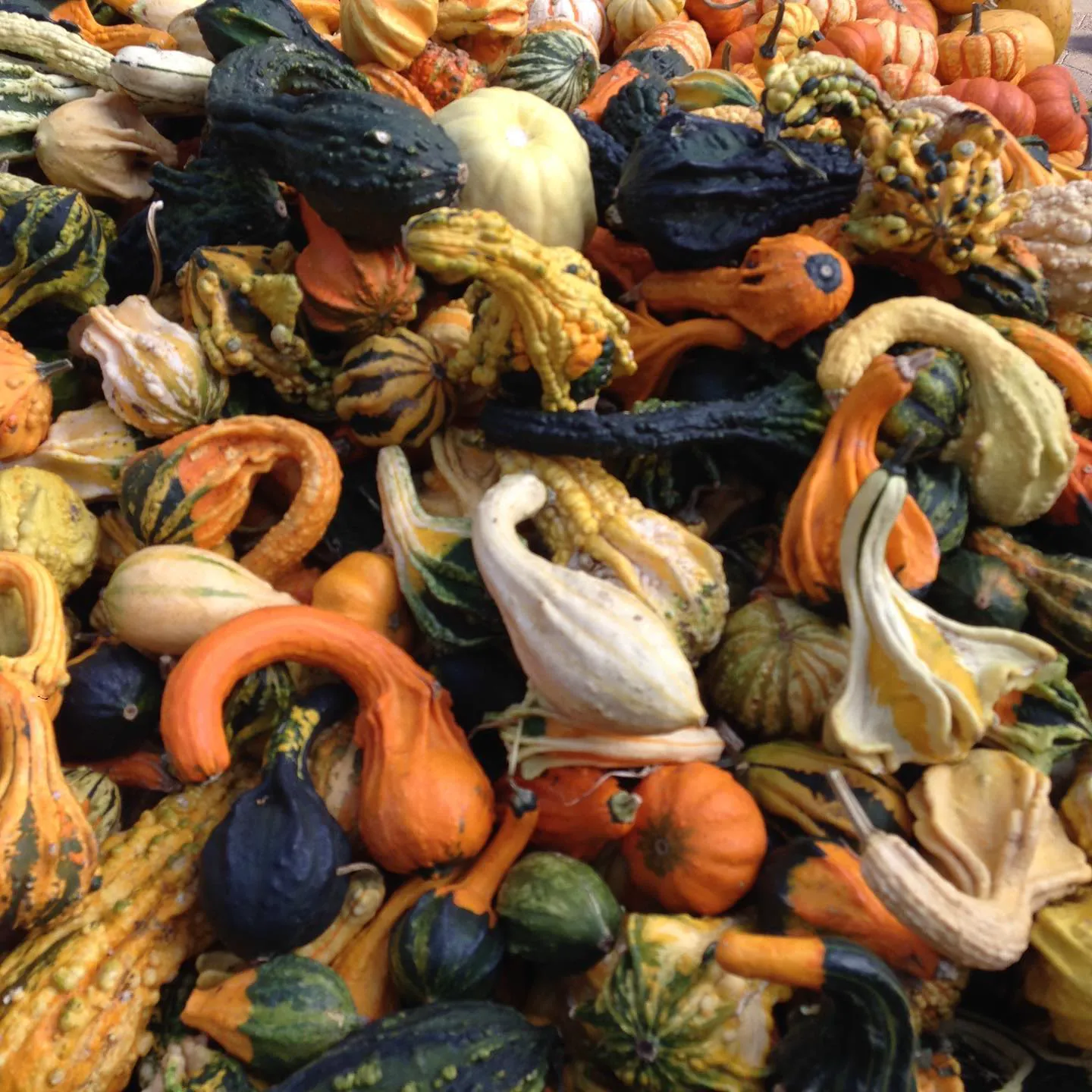 A heap of colourful ornamental gourds in every shape
