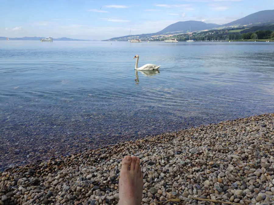Un cisne en un lago en calma, con montañas al fondo y un pie descalzo sobre las piedras de la orilla