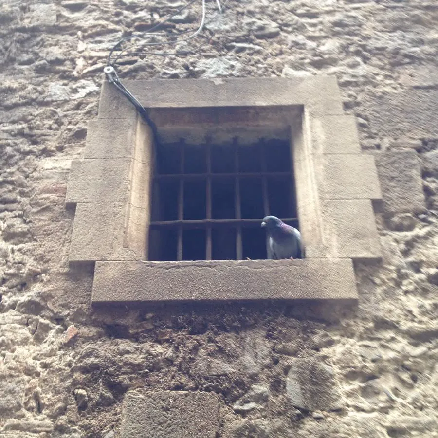 Una paloma asomada a una pequeña ventana con rejas en un muro de piedra